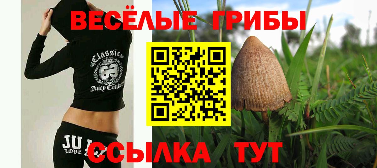 Псилоцибиновые грибы Psilocybe Гусиноозёрск